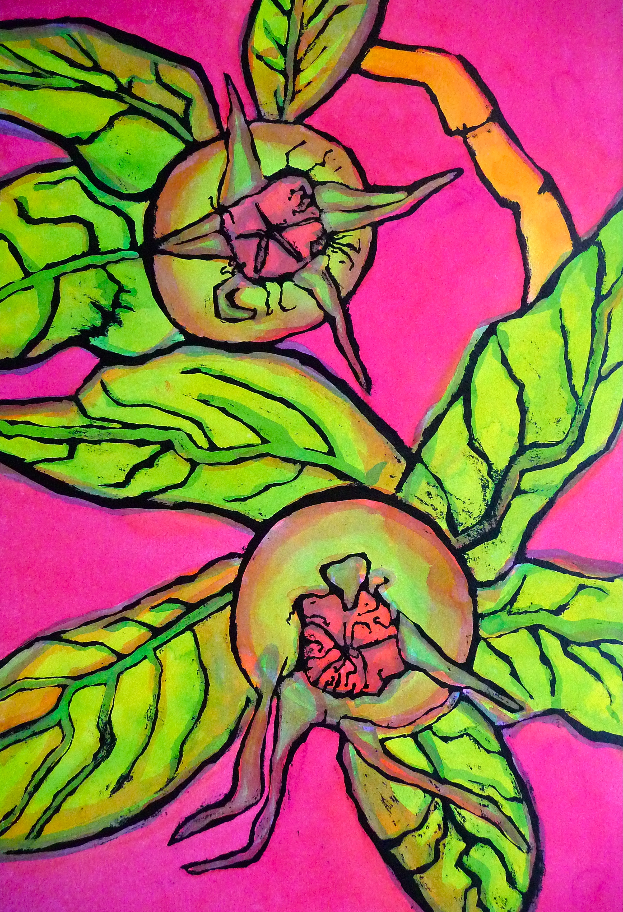 Medlar fruit - ink - Jenny Hill